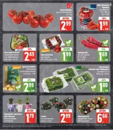 Gazetka promocyjna Edeka - Prospekte - Gazetka - ważna od 20.01 do 20.01.2024 - strona 7 - produkty: bio, blattspinat, cherrytomaten, cola, deka, edeka bio, eis, kartoffel, kartoffeln, reis, rispentomaten, rucola, salat, Salatmix, speisekartoffeln, spinat, Ti, tomate, tomaten, ZTE