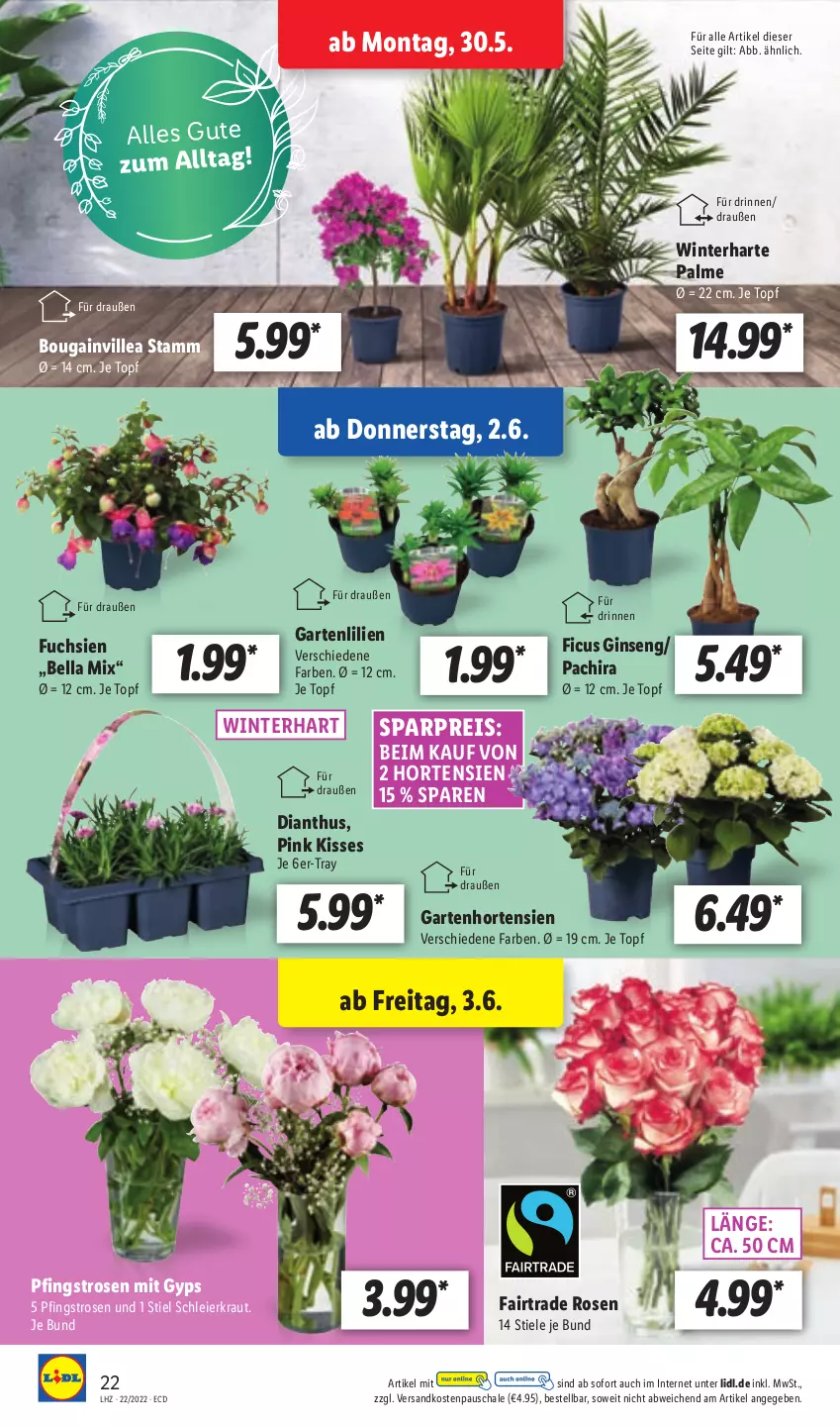 Aktueller Prospekt Lidl - Aktionsprospekt - von 30.05 bis 04.06.2022 - strona 22 - produkty: eier, eis, Ficus, Garten, gin, hortensie, hortensien, Kraut, ndk, Pachira, Pfingstrosen, reis, rosen, Schal, Schale, Ti, topf