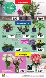 Gazetka promocyjna Lidl - Aktionsprospekt - Gazetka - ważna od 04.06 do 04.06.2022 - strona 22 - produkty: eier, eis, Ficus, Garten, gin, hortensie, hortensien, Kraut, ndk, Pachira, Pfingstrosen, reis, rosen, Schal, Schale, Ti, topf