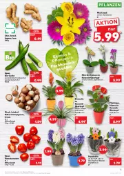 Gazetka promocyjna Kaufland - Gazetka - ważna od 19.01 do 19.01.2022 - strona 13 - produkty: angebot, angebote, bio, blume, braun, Bromelie, champignon, champignons, gurke, ingwer, orchidee, orchideen, pflanze, pflanzen, Ria, Romatomaten, Schal, Schale, Ti, tomate, tomaten, topf, topf ø 12 cm, trolli, übertopf