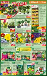 Gazetka promocyjna Norma - Norma - Gazetka - ważna od 26.02 do 26.02.2024 - strona 12 - produkty: Astra, ball, basilikum, Bau, beutel, bio, blume, blumen, Blüte, bohne, dahlie, dünger, eis, erde, Ficus, Garten, Gewächshaus, gin, Gladiolen, gurke, HP, kakao, Konifere, korb, kräuter, kulturtopf, Kürbis, LG, mango, melone, messer, mit gemüse, Narzissen, natur, papier, paprika, petersilie, pflanze, pflanzen, Primeln, radieschen, rasen, rasendünger, rind, rosen, salat, Salatgurke, salz, Schal, Schale, Schmuck, sesam, Spezi, stauden, Tasche, Ti, tisch, tomate, topf, wasser, wassermelone, zucchini, zwiebel, zwiebeln