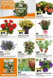 Gazetka promocyjna Obi - Prospekte - Gazetka - ważna od 16.05 do 16.05.2024 - strona 2 - produkty: auer, Bau, Bauer, blume, Blüte, Campanula, Container, eis, geranie, hama, hortensie, Körbchen, Pelargonium, petunie, pflanze, pril, reis, Ti, top-preis, topf, übertopf, Yo, ZTE