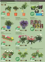 Gazetka promocyjna Vmarkt - Prospekte - Gazetka - ważna od 08.04 do 08.04.2026 - strona 20 - produkty: AEZ, bio, blume, Blüte, Campanula, citrus, dünger, Gerber, longlife, natur, pflanze, pflanzen, ring, salat, topf, und gemüse