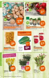 Gazetka promocyjna Tegut - Angebote der Woche - Gazetka - ważna od 26.03 do 26.03.2022 - strona 4 - produkty: angebot, angebote, Bau, Becher, bio, Bio-Paprika, bioland, blume, blumen, braun, champignon, champignons, datteltomaten, dekoration, eis, kartoffel, kartoffeln, kräuter, Narzissen, natur, naturland, paprika, petersilie, pflanze, pflanzen, reis, ring, sac, Schal, Schale, schnittlauch, speisekartoffeln, Ti, tomate, tomaten, topf, Topfkräuter, zucchini