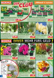 Gazetka promocyjna Norma - Norma - Gazetka - ważna od 19.09 do 19.09.2022 - strona 12 - produkty: Alpenveilchen, blume, blumen, Cap, chrysanthemen, Clin, Draht, Elan, Ficus, gin, Grünpflanzen, Heu, hörnchen, kulturtopf, LG, Narzissen, pflanze, pflanzen, Ria, rum, sim, Ti, topf, übertopf, wedel, zwiebel, zwiebeln