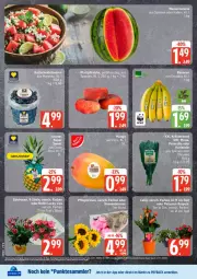 Gazetka promocyjna Edeka - Prospekte - Gazetka - ważna od 16.05 do 16.05.2026 - strona 8 - produkty: Koriander, kräuter, melone, payback, Ria, tesa, Ti, topf, wasser, wassermelone