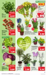 Gazetka promocyjna Kaufland - Prospekt - Gazetka - ważna od 24.01 do 24.01.2024 - strona 17 - produkty: angebot, angebote, ball, blume, feldsalat, orchidee, pflanze, pflanzen, rotkohl, salat, Schal, Schale, Ti, tomate, tomaten, topf, topf ø 12 cm, trauben, übertopf, Weißkohl, zwiebel