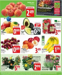 Gazetka promocyjna Edeka - Prospekte - Gazetka - ważna od 21.06 do 21.06.2025 - strona 5 - produkty: Abtei, avocado, ball, banane, bananen, beere, beeren, bio, bio-bananen, blume, deka, eis, erdbeere, erdbeeren, fleisch, Garten, himbeer, himbeere, himbeeren, kirsch, kirsche, kirschen, lavendel, Nektar, nektarinen, nektarinen oder, oder pfirsiche, pfirsich, pfirsiche, Strohblume, tee, Ti, topf