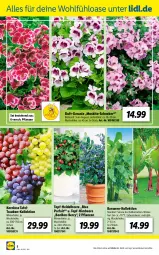 Gazetka promocyjna Lidl - Aktuelle Onlineshop-Highlights - Gazetka - ważna od 30.04 do 30.04.2022 - strona 8 - produkty: auer, banane, bananen, beere, Blüte, geranie, heidelbeere, himbeer, himbeere, hocker, ndk, pflanze, pflanzen, Ti, topf, trauben