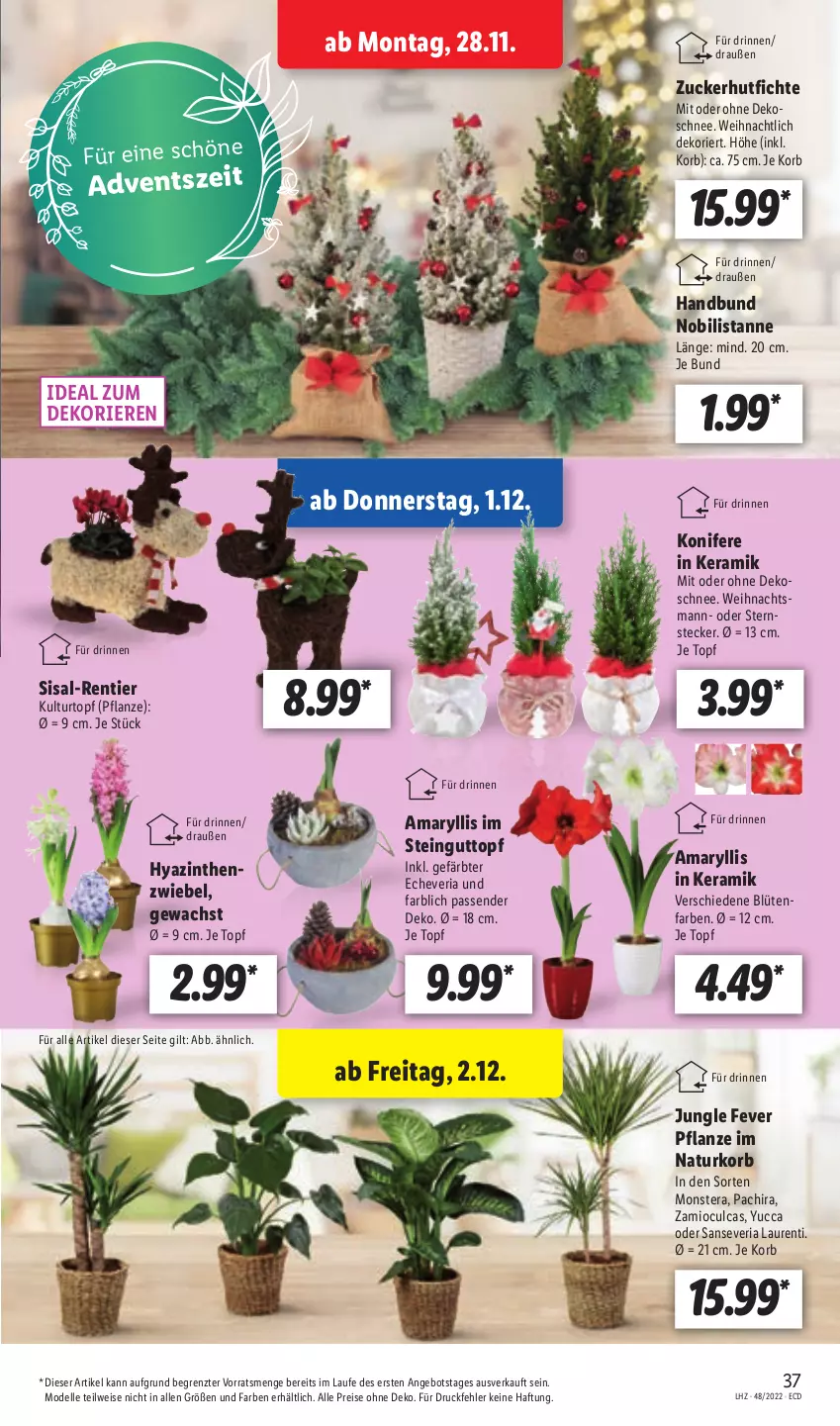 Aktueller Prospekt Lidl - Aktionsprospekt - von 28.11 bis 03.12.2022 - strona 37 - produkty: angebot, Blüte, dell, eis, elle, Konifere, korb, kulturtopf, Mode, monster, Monstera, natur, Pachira, pflanze, reis, Ria, Ti, topf, ZTE, zucker, zwiebel