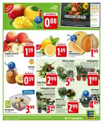 Gazetka promocyjna Edeka - Prospekte - Gazetka - ważna od 22.03 do 22.03.2025 - strona 3 - produkty: banane, Becher, bio, blume, deka, kirsch, lack, lamm, lavendel, melone, Mett, pflanze, pflanzen, Primeln, Schal, Schale, Schmetterling, stauden, Ti, topf, trauben, Yo, zitrone, zitronen