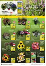 Gazetka promocyjna Diska - Prospekte - Gazetka - ważna od 30.09 do 30.09.2023 - strona 2 - produkty: aktionspreis, batterie, blume, blumen, blumenerde, braun, burger, eis, erde, fisch, korb, Kürbis, LG, pflanze, pflanzen, reis, Ti, topf