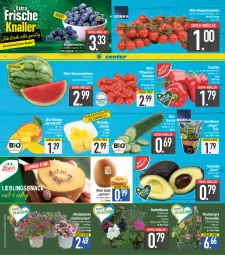 Gazetka promocyjna E Center - Angebote der Woche - Gazetka - ważna od 20.05 do 20.05.2023 - strona 2 - produkty: ananas, Ananasstücke, avocado, basilikum, beere, beeren, Begonie, bio, calibrachoa, dell, edellieschen, eis, Elan, ente, fleisch, gurke, heidelbeere, heidelbeeren, jumbo, kiwi, Kiwi Gold, LG, Lobelie, mango, melone, mini-rispentomaten, paprika, petunie, pflanze, pflanzen, pflaume, pflaumen, reis, rispentomaten, rum, Schal, Schale, snack, Spektrum, super-knüller, Ti, tomate, tomaten, topf, wasser, wassermelone