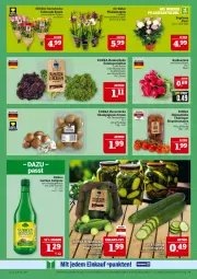 Gazetka promocyjna Marktkauf - Prospekt - Gazetka - ważna od 05.07 do 05.07.2025 - strona 11 - produkty: aktionspreis, bio, braun, champignon, champignons, champignons braun, deka, Eichblattsalat, eis, flasche, gewürz, gurke, gurken, Kühne, nuss, orchidee, phalaenopsis, radieschen, reis, ring, rispentomaten, rosen, salat, Spezi, Ti, tomate, tomaten, topf, ZTE