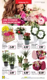 Gazetka promocyjna Lidl - Aktionsprospekt - Gazetka - ważna od 18.02 do 18.02.2023 - strona 2 - produkty: ACC, Holz, Kalanchoe, ndk, pflanze, pflanzen, Primeln, rosen, Schal, Schale, Tasche, Ti, tisch, topf, tragetasche