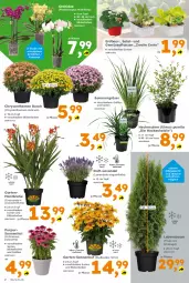 Gazetka promocyjna  - Gazetka - ważna od 01.08 do 01.08.2026 - strona 2 - produkty: Bau, Blüte, chrysanthemen, Echinacea, Garten, lavendel, orchidee, phalaenopsis, salat, Ti, topf, und gemüse