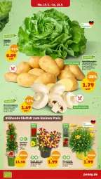 Gazetka promocyjna Penny - Prospekte - Gazetka - ważna od 18.05 do 18.05.2024 - strona 3 - produkty: balkonpflanzen, champignon, champignons, dip, dipladenia, eis, Frühkartoffeln, kartoffel, kartoffeln, kopfsalat, lavendel, pflanze, pflanzen, salat, Schal, Schale, spargel, speisefrühkartoffeln, topf