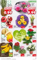 Gazetka promocyjna Kaufland - Gazetka - ważna od 04.01 do 04.01.2023 - strona 25 - produkty: Alpenveilchen, ananas, angebot, angebote, apfel, banane, bananen, blume, galiamelone, Gerber, grana, granatapfel, honig, melone, pflanze, pflanzen, Rana, Ria, Ti, topf, topf ø 12 cm