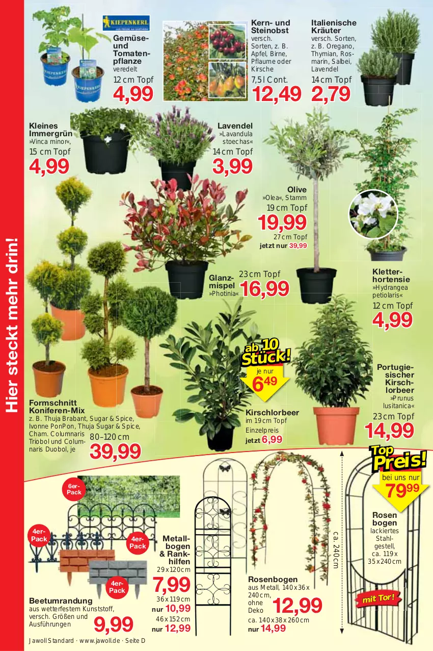 Aktueller Prospekt Jawoll - Prospekte - von 11.04 bis 15.04.2023 - strona 10 - produkty: apfel, Beetumrandung, eis, hortensie, hydrangea, kirsch, kirsche, Konifere, kräuter, lack, lavendel, leine, LG, obst, olive, pflanze, pflaume, reis, rosen, rosmarin, Ti, tomate, tomaten, topf