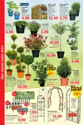 Gazetka promocyjna Jawoll - Prospekte - Gazetka - ważna od 15.04 do 15.04.2023 - strona 10 - produkty: apfel, Beetumrandung, eis, hortensie, hydrangea, kirsch, kirsche, Konifere, kräuter, lack, lavendel, leine, LG, obst, olive, pflanze, pflaume, reis, rosen, rosmarin, Ti, tomate, tomaten, topf