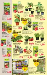 Gazetka promocyjna Jawoll - Prospekte - Gazetka - ważna od 15.04 do 15.04.2023 - strona 11 - produkty: ball, blume, blumen, blumenkohl, cocktail, dünger, eier, eis, Erdbeerpflanze, erde, fleisch, frucht, Gemüsedünger, Gemüseerde, gurke, gurken, HP, kartoffel, kartoffeln, kohlrabi, Komposter, kopfsalat, kräuter, küche, Küchen, paprika, peperoni, Peroni, petersilie, pflanze, pflanzen, Pflanzkartoffeln, Ria, rind, rinder, sac, salat, schnittlauch, Spezi, Ti, tomate, tomaten, topf, zucchini, zwiebel, zwiebeln