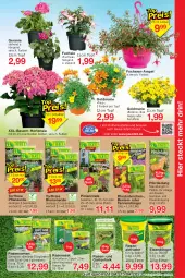 Gazetka promocyjna Jawoll - Prospekte - Gazetka - ważna od 15.04 do 15.04.2023 - strona 7 - produkty: auer, Bau, Bauer, beere, beeren, berliner, blume, blumen, blumenerde, Container, dünger, eimer, eis, elle, erde, Garten, geranie, goldmarie, hortensie, natur, Pellets, pflanze, pflanzerde, rasen, rasensamen, reis, rind, rosen, sac, Sport, Ti, topf