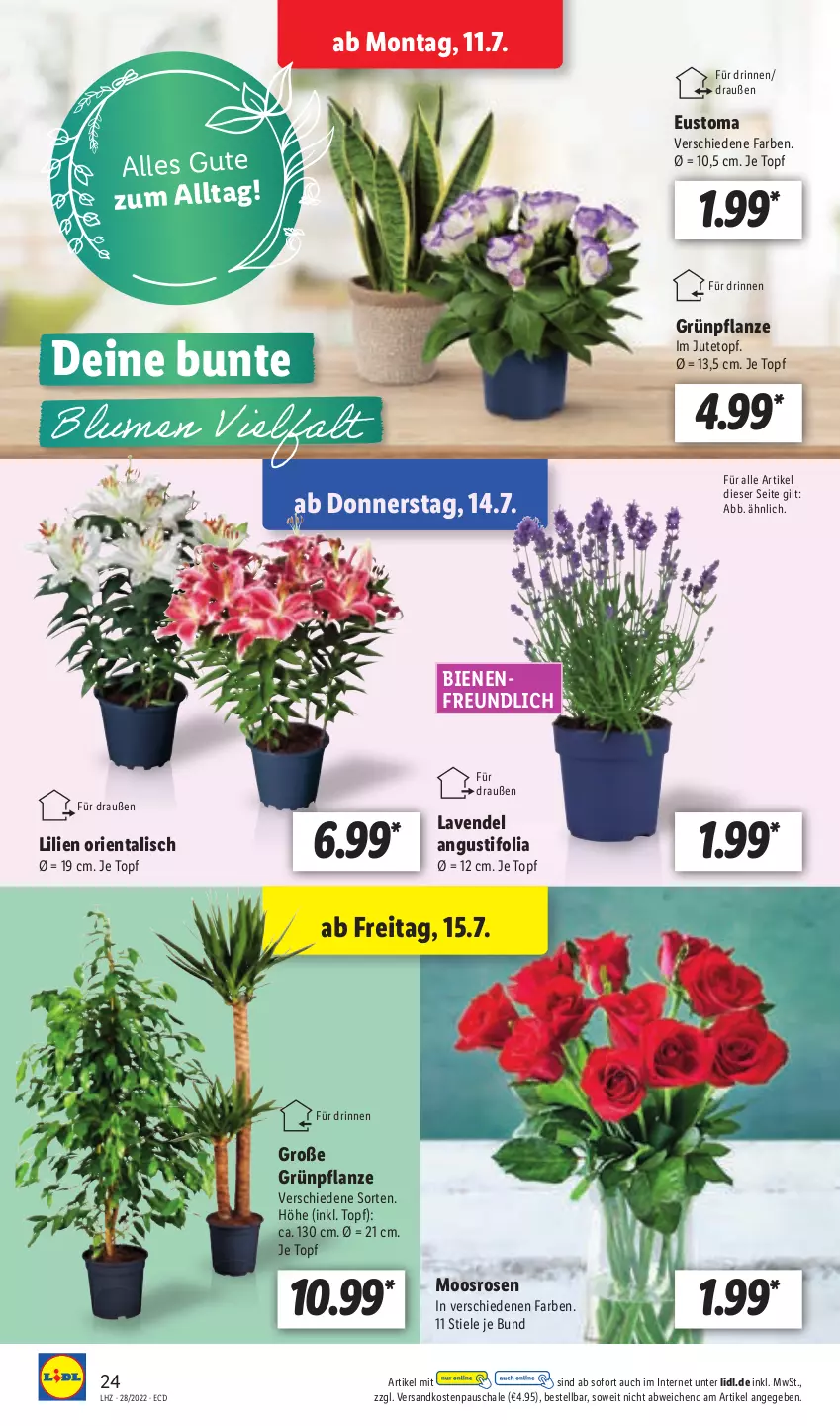 Aktueller Prospekt Lidl - Aktionsprospekt - von 11.07 bis 16.07.2022 - strona 24 - produkty: lavendel, ndk, pflanze, rosen, Schal, Schale, Ti, topf