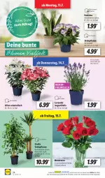 Gazetka promocyjna Lidl - Aktionsprospekt - Gazetka - ważna od 16.07 do 16.07.2022 - strona 24 - produkty: lavendel, ndk, pflanze, rosen, Schal, Schale, Ti, topf