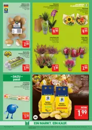 Gazetka promocyjna Marktkauf - Prospekt - Gazetka - ważna od 12.09 do 12.09.2026 - strona 9 - produkty: auer, Bau, Bauer, blume, braun, champignon, champignons, champignons braun, deka, eier, eis, Ergee, frischhaltefolie, Gerber, Grünpflanzen, kartoffel, kartoffeln, LG, mint, orchidee, papier, pflanze, pflanzen, reis, Ria, sonnenblume, Tasche, Ti, topf, tragetasche