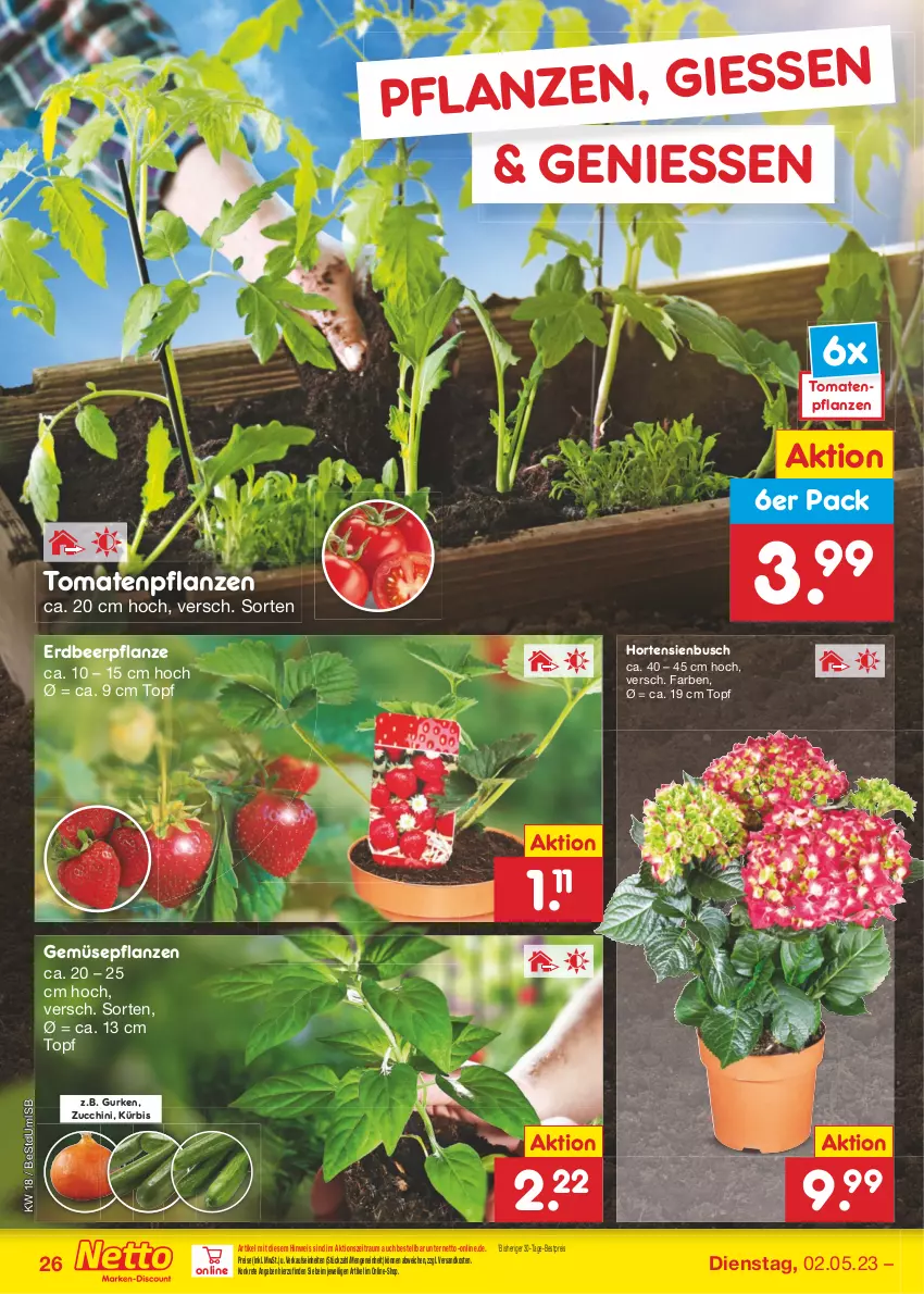 Aktueller Prospekt Netto Marken-Discount - Filial-Angebote - von 02.05 bis 06.05.2023 - strona 26 - produkty: bestpreis, eis, Erdbeerpflanze, gurke, gurken, hortensie, hortensien, Kürbis, ndk, pflanze, pflanzen, reis, Ti, tomate, tomaten, topf, zucchini