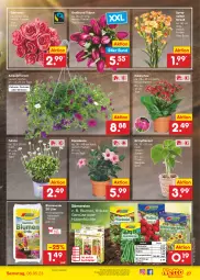 Gazetka promocyjna Netto Marken-Discount - Filial-Angebote - Gazetka - ważna od 06.05 do 06.05.2023 - strona 27 - produkty: angebot, bestpreis, bio, blume, blumen, blumenerde, bohne, bohnen, Buschbohnen, dip, dipladenia, eis, elle, erde, früchte, geranie, geranien, Grünpflanzen, hülsenfrüchte, Kalanchoe, korb, kräuter, petunie, petunien, pflanze, pflanzen, reis, rosen, salat, senf, Spezi, teller, Ti, topf, ZTE