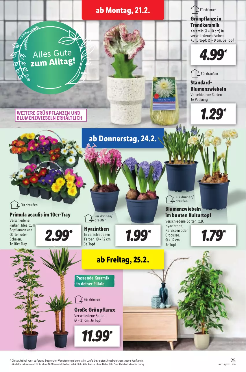 Aktueller Prospekt Lidl - Aktionsprospekt - von 21.02 bis 26.02.2022 - strona 25 - produkty: angebot, blume, blumen, dell, eis, elle, Grünpflanzen, kulturtopf, Mode, Narzissen, ndk, pflanze, pflanzen, reis, Schal, Schale, Ti, topf, ZTE, zwiebel, zwiebeln