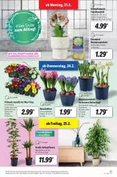 Gazetka promocyjna Lidl - Aktionsprospekt - Gazetka - ważna od 26.02 do 26.02.2022 - strona 25 - produkty: angebot, blume, blumen, dell, eis, elle, Grünpflanzen, kulturtopf, Mode, Narzissen, ndk, pflanze, pflanzen, reis, Schal, Schale, Ti, topf, ZTE, zwiebel, zwiebeln