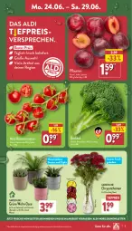 Gazetka promocyjna Aldi Nord - Von Montag - Gazetka - ważna od 29.06 do 29.06.2024 - strona 3 - produkty: aldi, angebot, Blüte, Brei, brokkoli, chrysanthemen, eis, kulturtopf, mini-rispentomaten, pflanze, pflaume, pflaumen, reis, Ria, rispentomaten, Schal, Schale, Ti, tiefpreis, tomate, tomaten, topf, übertopf, Vase, ZTE