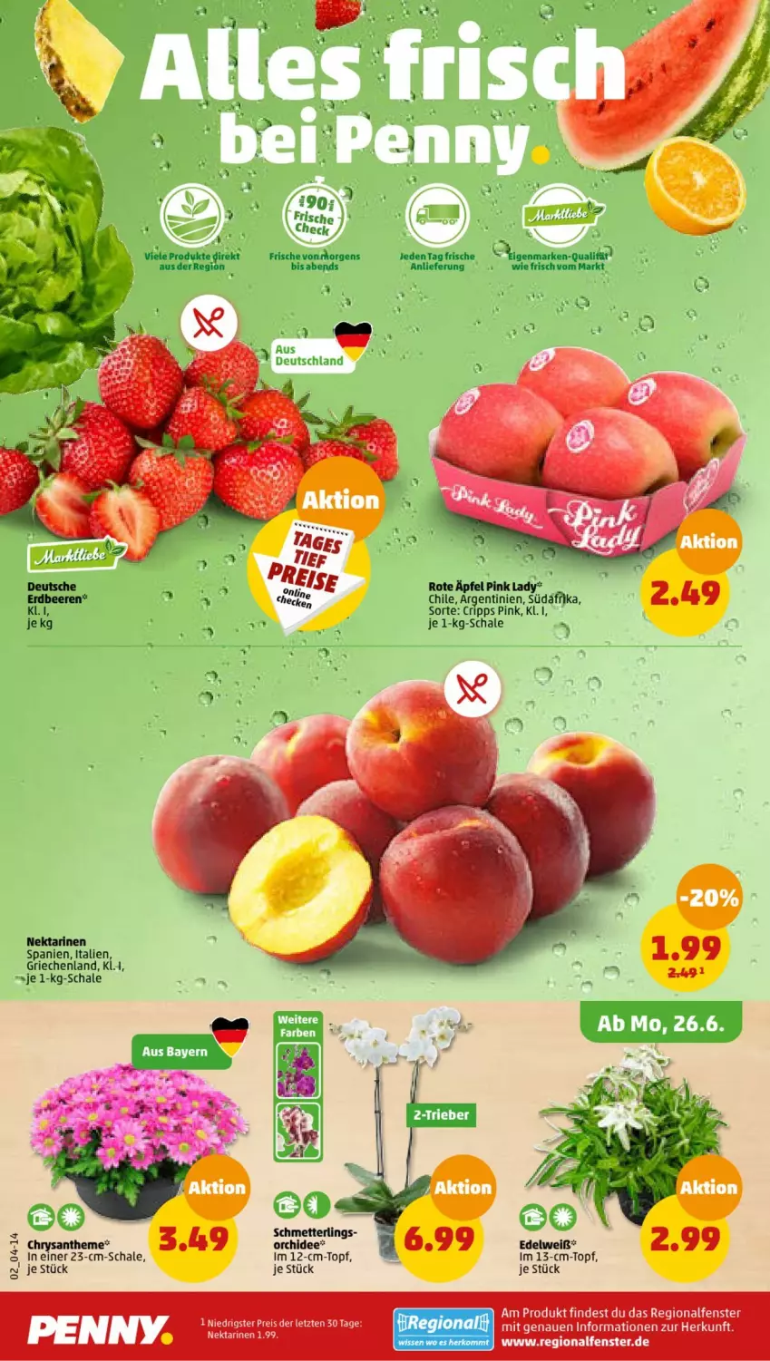 Aktueller Prospekt Penny - Prospekte - von 26.06 bis 01.07.2023 - strona 2 - produkty: beere, beeren, eis, erdbeere, erdbeeren, fenster, Mett, Nektar, nektarinen, orchidee, Pink Lady, reis, Schal, Schale, Schmetterling, Ti, topf, ZTE