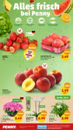 Gazetka promocyjna Penny - Prospekte - Gazetka - ważna od 01.07 do 01.07.2023 - strona 2 - produkty: beere, beeren, eis, erdbeere, erdbeeren, fenster, Mett, Nektar, nektarinen, orchidee, Pink Lady, reis, Schal, Schale, Schmetterling, Ti, topf, ZTE