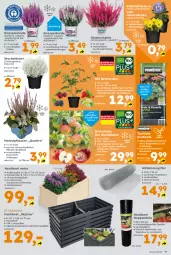 Gazetka promocyjna  - Gazetka - ważna od 18.10 do 18.10.2025 - strona 11 - produkty: apfel, aprikose, beere, beeren, bio, Blüte, brombeere, Draht, erde, heidelbeere, himbeer, himbeere, Holz, johannisbeere, kirsch, kirsche, Leuchte, leuchten, LG, Maus, natur, obst, sac, Ti, topf