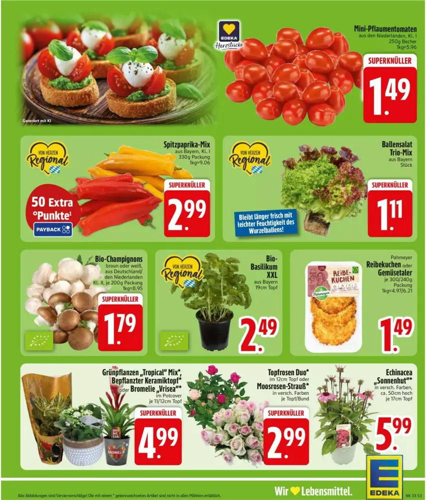 Aktueller Prospekt Edeka - Prospekte - von 10.08 bis 14.08.2026 - strona 5 - produkty: Echinacea, Grünpflanzen, pflanze, pflanzen, rosen, topf, ZTE