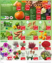 Gazetka promocyjna Kaufland - Prospekt - Gazetka - ważna od 02.10 do 02.10.2024 - strona 8 - produkty: Alpenveilchen, angebot, ball, basilikum, beutel, bio, bioland, butter, chrysanthemen, eis, erde, HP, ingwer, Kalanchoe, kartoffel, kartoffeln, kopfsalat, kräuter, Kürbis, LG, möhren, obst, orange, orangen, orchidee, paprika, paprika mix, petersilie, pflanze, pflanzen, Ria, rotkohl, sac, salat, schnittlauch, speisekartoffeln, spitzkohl, Süßkartoffeln, tafeltrauben, Ti, topf, topf ø 12 cm, trauben, übertopf, und gemüse, Weißkohl, ZTE, zwiebel, zwiebeln