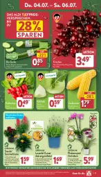 Gazetka promocyjna Aldi Nord - Von Montag - Gazetka - ważna od 06.07 do 06.07.2024 - strona 27 - produkty: aldi, angebot, bio, blume, Blüte, Brei, eis, gin, gurke, kirsch, kirsche, kirschen, kohlrabi, kulturtopf, lavendel, LG, mais, orchidee, orchideen, pflanze, phalaenopsis, radieschen, reis, Ria, Schal, Schale, stauden, Ti, topf, trolli, ZTE, zucker, zuckermais