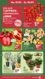 Gazetka promocyjna Aldi Nord - Von Montag - Gazetka - ważna od 06.07 do 06.07.2024 - strona 3 - produkty: aldi, angebot, bio, Blüte, Brei, Container, eis, Garten, gin, ingwer, Kalanchoe, kulturtopf, paprika, paprika rot, pflanze, reis, Ria, rispentomaten, rosen, Schal, Schale, Ti, tomate, tomaten, topf, trolli, Tüte, ZTE