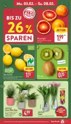 Gazetka promocyjna Aldi Nord - Von Montag - Gazetka - ważna od 08.02 do 08.02.2025 - strona 3 - produkty: bio, bio-zitronen, Blutorange, gin, kiwi, kulturtopf, orange, orangen, pflanze, Ria, Ti, topf, trolli, übertopf, Vase, zitrone, zitronen, ZTE