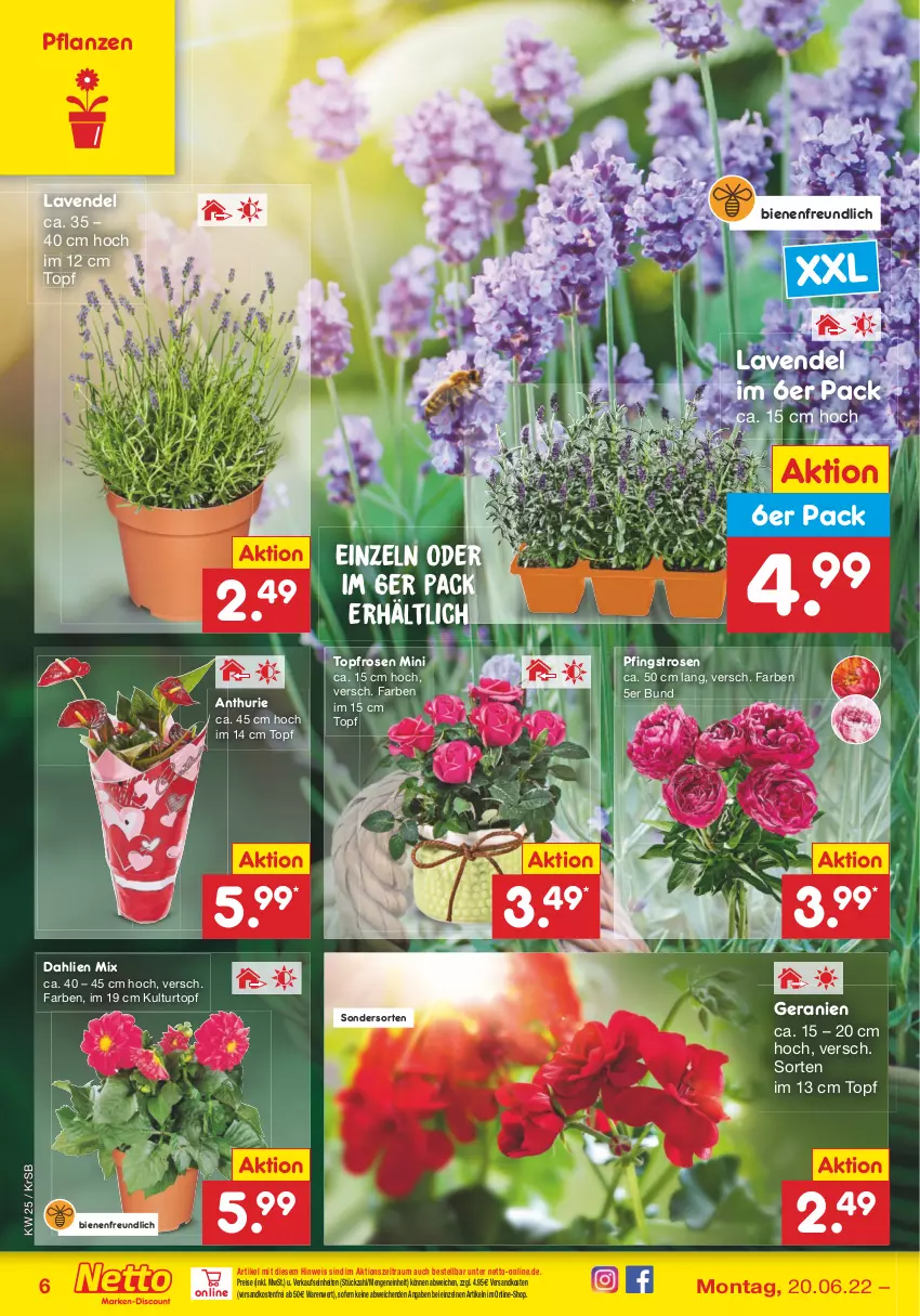 Aktueller Prospekt Netto Marken-Discount - Filial-Angebote - von 20.06 bis 25.06.2022 - strona 6 - produkty: dahlie, eis, geranie, geranien, kulturtopf, lavendel, ndk, Pfingstrosen, pflanze, pflanzen, reis, rosen, Ti, topf, versandkostenfrei