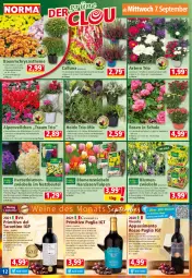 Gazetka promocyjna Norma - Norma - Gazetka - ważna od 12.09 do 12.09.2022 - strona 12 - produkty: Alpenveilchen, auer, Bau, Bauer, beere, beeren, beutel, blume, blumen, Blüte, brombeere, brombeeren, eis, ente, flasche, fleisch, frucht, früchte, früchten, Käse, kulturtopf, mac, messer, Narzissen, nivea, pasta, pflanze, pflanzen, primitivo, reifen, rosen, rotwein, saft, Schal, Schale, sim, Ti, topf, triumph, tuc, wein, weine, Wild, zwiebel, zwiebeln