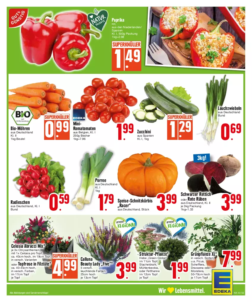 Aktueller Prospekt Edeka - Angebote der Woche - von 02.10 bis 07.10.2023 - strona 3 - produkty: ACC, acer, Becher, beutel, bio, chrysanthemen, Draht, eis, Ficus, Kürbis, Lauchzwiebel, lauchzwiebeln, Leuchte, leuchten, LG, möhren, monster, Monstera, paprika, paprika rot, pflanze, radieschen, Rettich, Ria, Romatomaten, Ti, tomate, tomaten, topf, Tüte, zucchini, zwiebel, zwiebeln