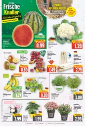 Gazetka promocyjna E Center - Angebote der Woche - Gazetka - ważna od 18.06 do 18.06.2022 - strona 2 - produkty: banane, bananen, bio, bio-bananen, blume, blumen, blumenkohl, cocktail, deka, eis, Elan, ente, fleisch, früchte, Garten, gartennelke, jumbo, kiwi, Kiwi Gold, kräuter, melone, melonen, mint, Nektar, nektarinen, oder pfirsiche, pfirsich, pfirsiche, pflanze, reis, Romanasalat, salat, Ti, topf, wasser, ZTE