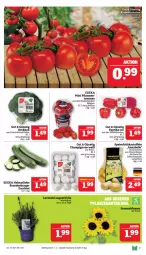 Gazetka promocyjna Marktkauf - Prospekt - Gazetka - ważna od 27.07 do 27.07.2024 - strona 7 - produkty: Becher, brokkoli, burger, champignon, champignons, deka, eis, elle, feinschmecker, Frühkartoffeln, kartoffel, kartoffeln, LG, paprika, paprika rot, pflaume, pflaumen, reis, rispentomaten, speisefrühkartoffeln, Ti, tomate, tomaten, topf, ZTE, zucchini