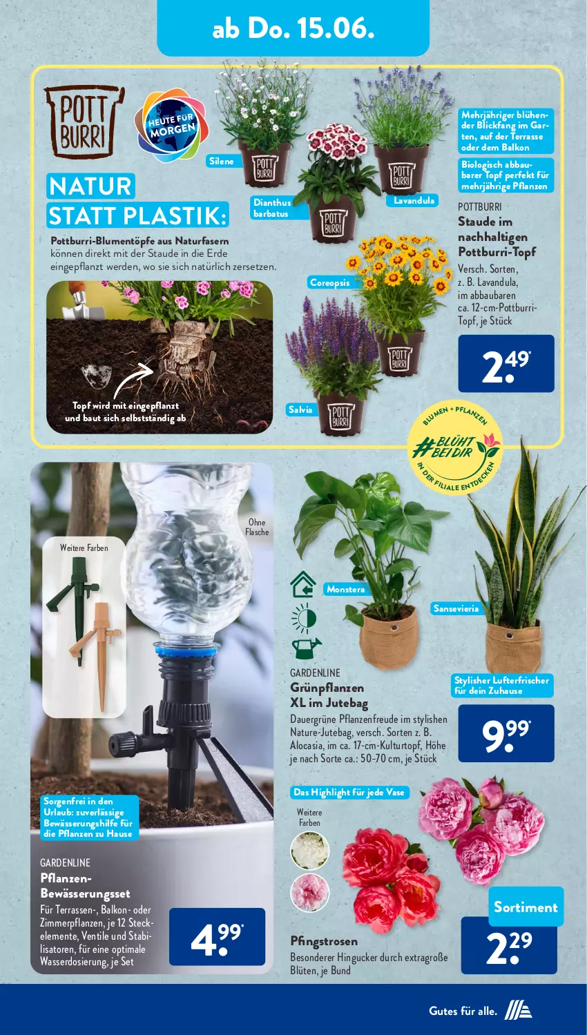 Aktueller Prospekt AldiSud - NÄCHSTE WOCHE - von 12.06 bis 17.06.2023 - strona 28 - produkty: Abba, asti, auer, Bau, bio, blume, blumen, Blüte, ente, erde, flasche, Garten, Grünpflanzen, kulturtopf, lufterfrischer, monster, Monstera, natur, oreo, Pfingstrosen, pflanze, pflanzen, Ria, rosen, Ti, topf, Vase, wasser