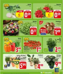 Gazetka promocyjna Edeka - Prospekte - Gazetka - ważna od 18.07 do 18.07.2026 - strona 5 - produkty: hortensie, hortensien, lavendel, lebensmittel, pflanze, Ti, topf