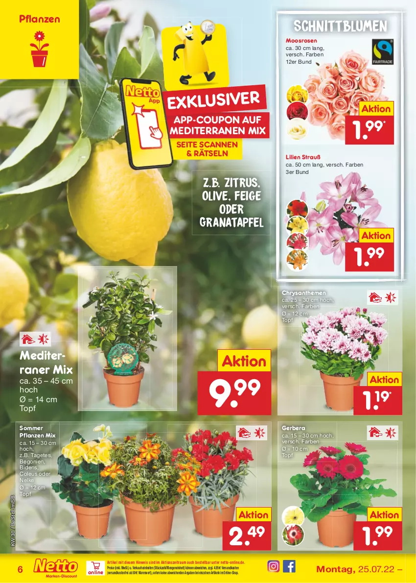 Aktueller Prospekt Netto Marken-Discount - Filial-Angebote - von 25.07 bis 30.07.2022 - strona 6 - produkty: apfel, Begonie, blume, blumen, chrysanthemen, coupon, eis, Gerber, grana, granatapfel, ndk, olive, pflanze, pflanzen, Rana, reis, rosen, Ti, topf, versandkostenfrei